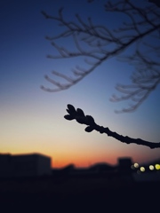桜ももう少し