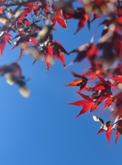 紅い葉