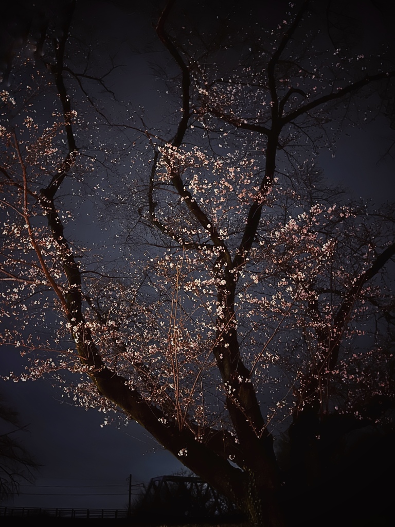 夜桜