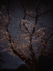 夜桜