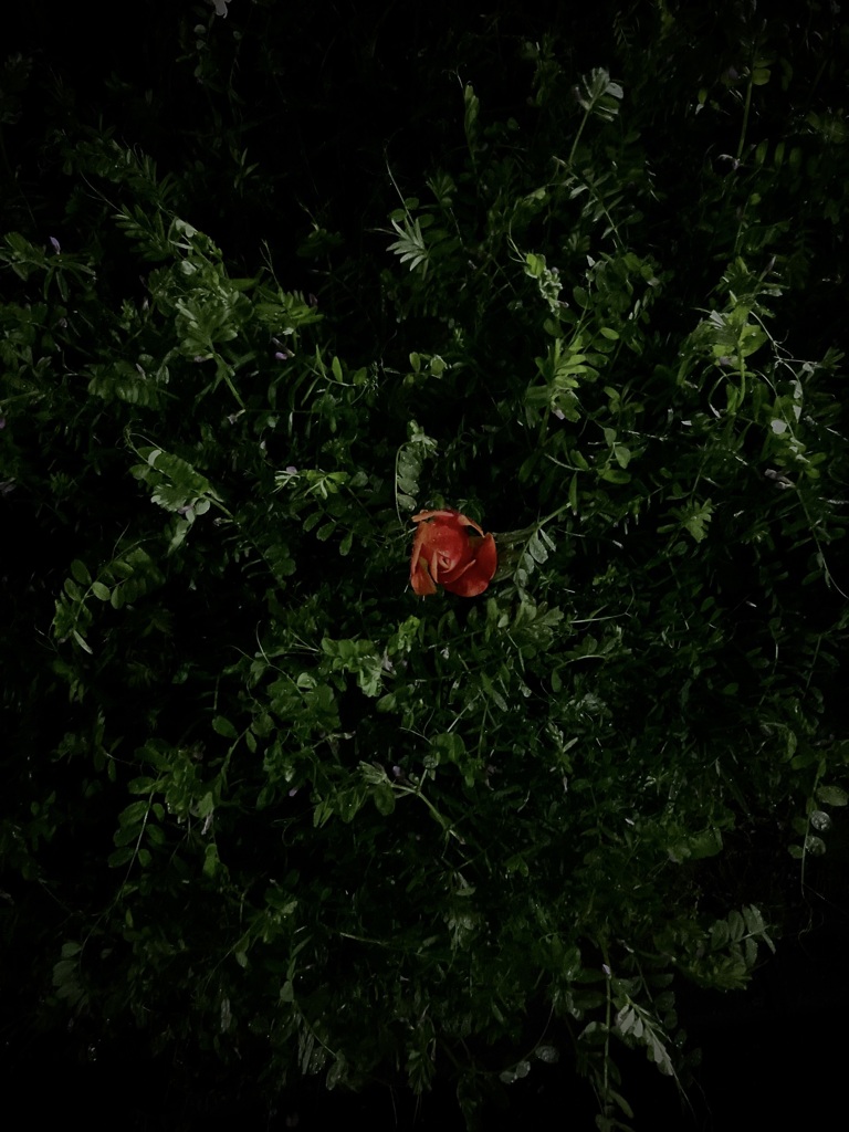 紅一点