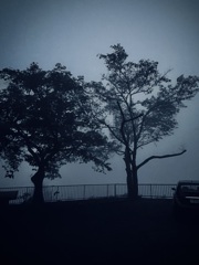 霧の中
