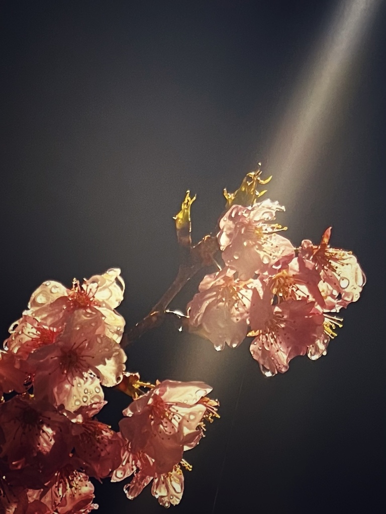 河津桜　雨