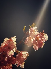 河津桜　雨
