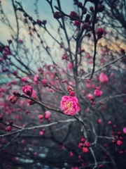 可憐