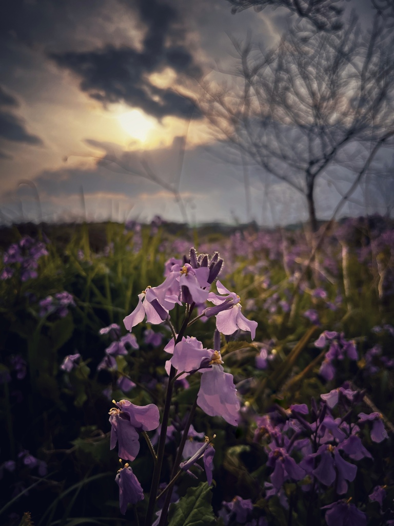 夕刻