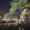 夜の葉桜