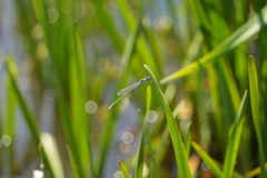 諏訪湖のホソミオツネントンボ