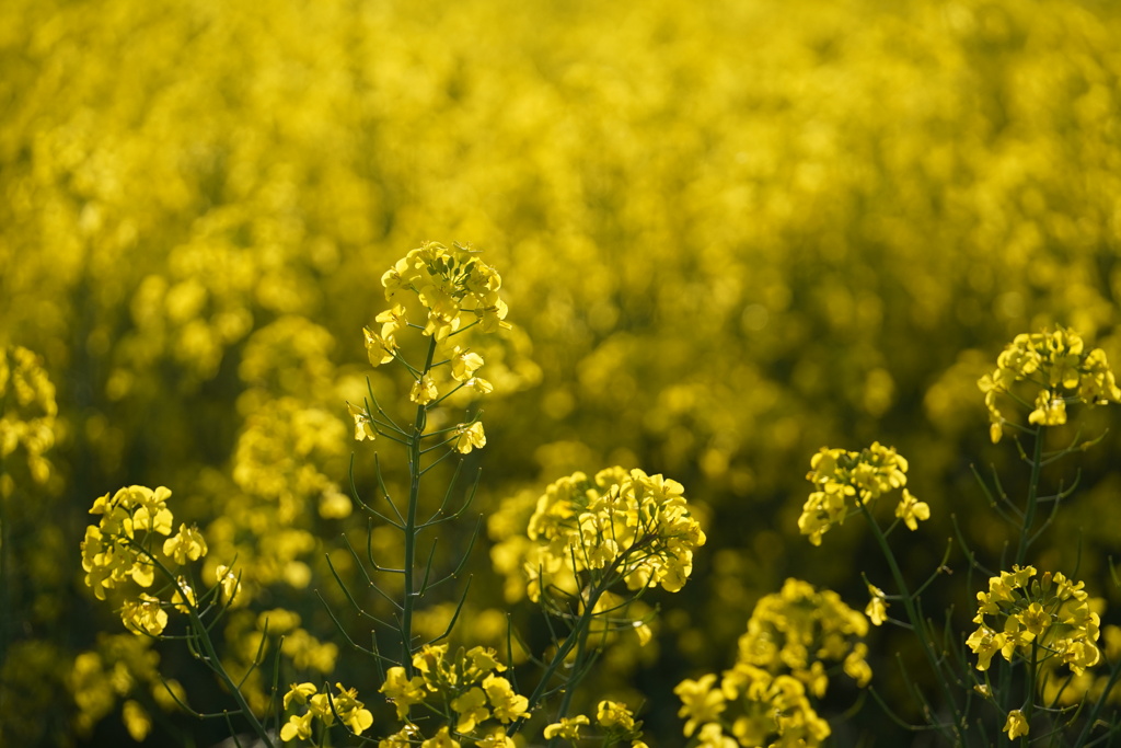 菜の花