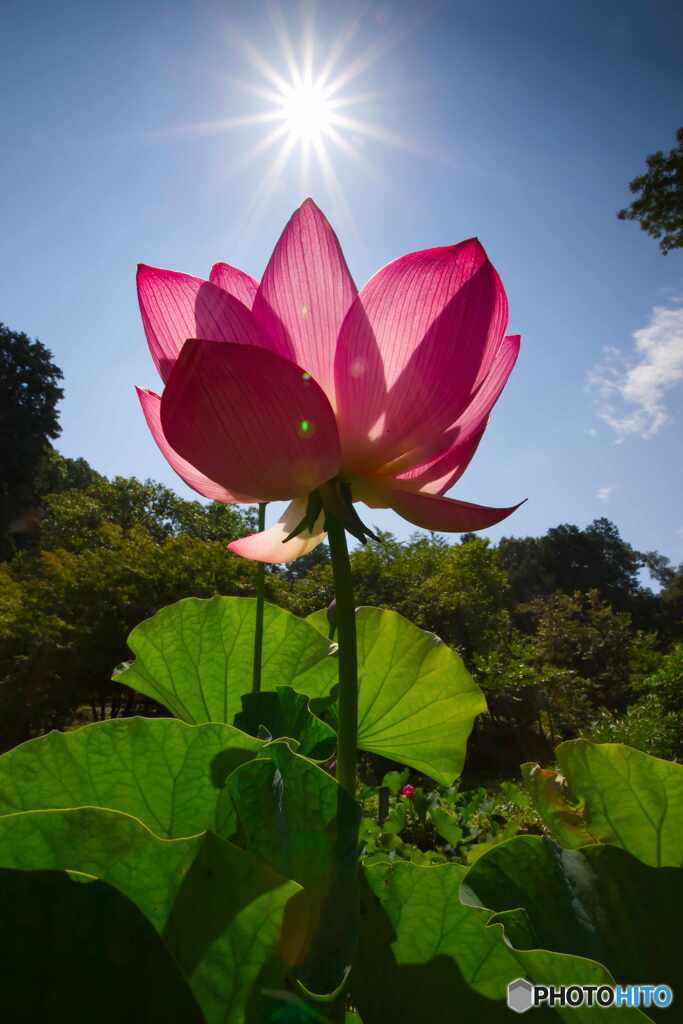初夏に咲く