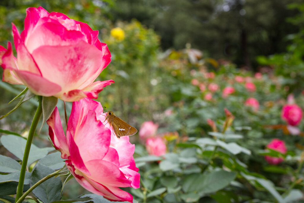 セセリの見るバラ園