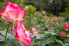 セセリの見るバラ園