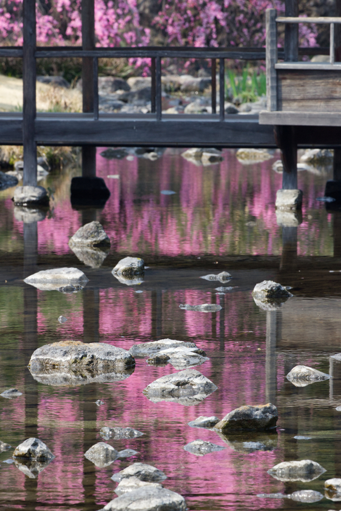 桜色の水面