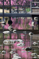 桜色の水面