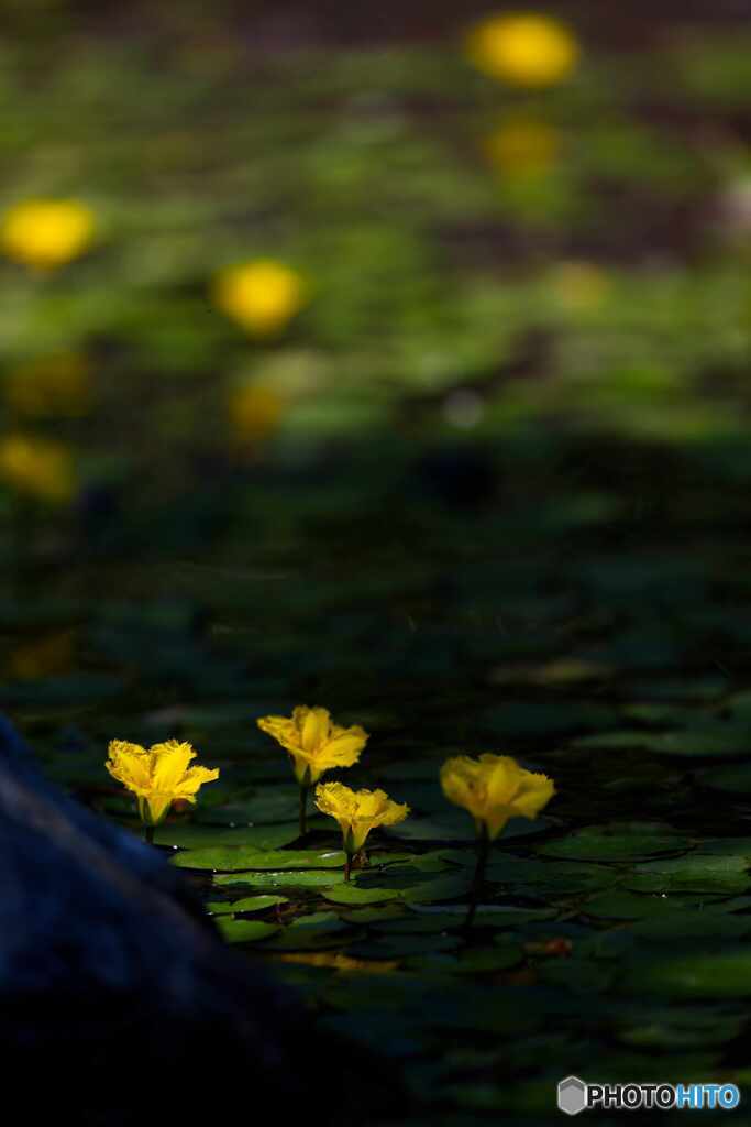 アサザの花