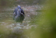 たかがアオサギ