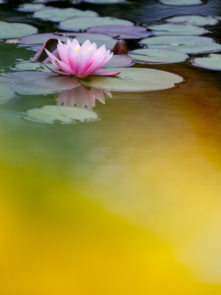 初夏の水辺