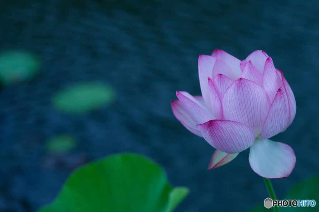 ハスの咲く池