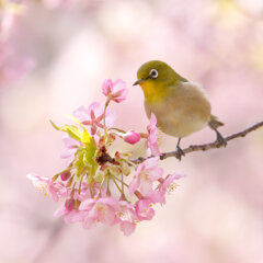 メジロと河津桜
