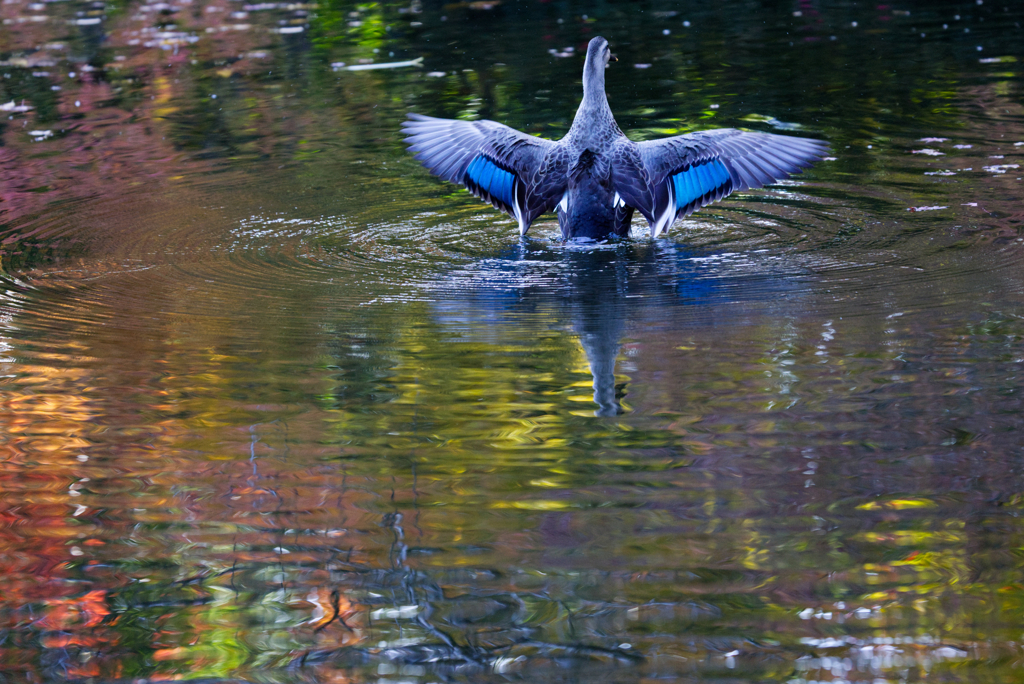 カルガモの本気