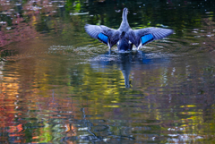 カルガモの本気
