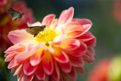 ダリアとセセリ