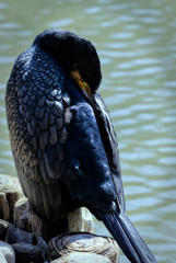 春眠