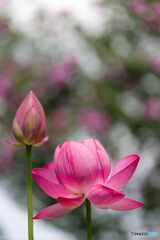 花蓮