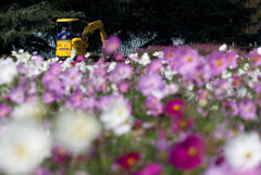 風前のコスモス