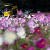 風前のコスモス