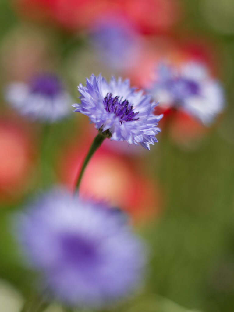 初夏の花壇