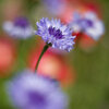 初夏の花壇