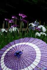 花菖蒲の傘