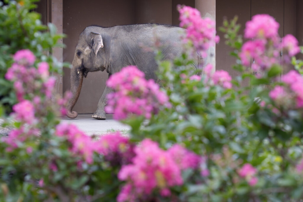 サルスベリの咲く動物園