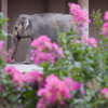 サルスベリの咲く動物園