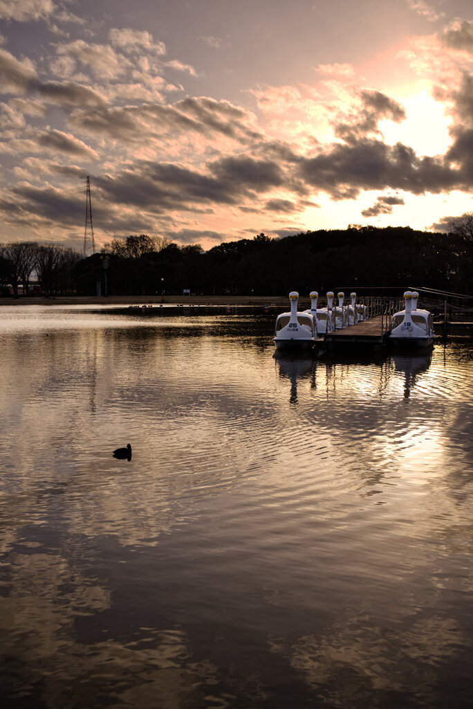ハクチョウとカイツブリ