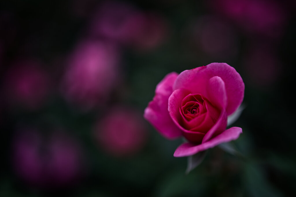 ハロウィンに咲く