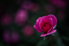 ハロウィンに咲く