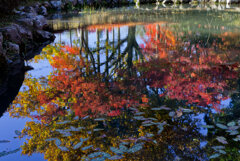 小さな池の秋