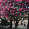 サザンカの咲く公園