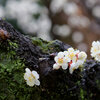 雨に香る