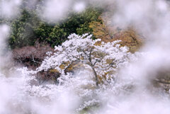 桜の中の桜