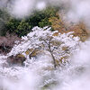 桜の中の桜