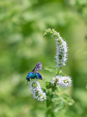 ミントの花と