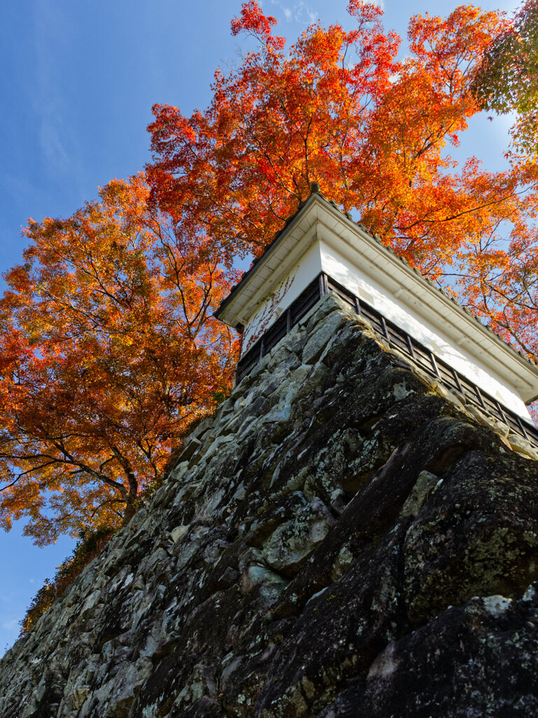 秋空を見上げて