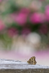 バラ園のベンチにて