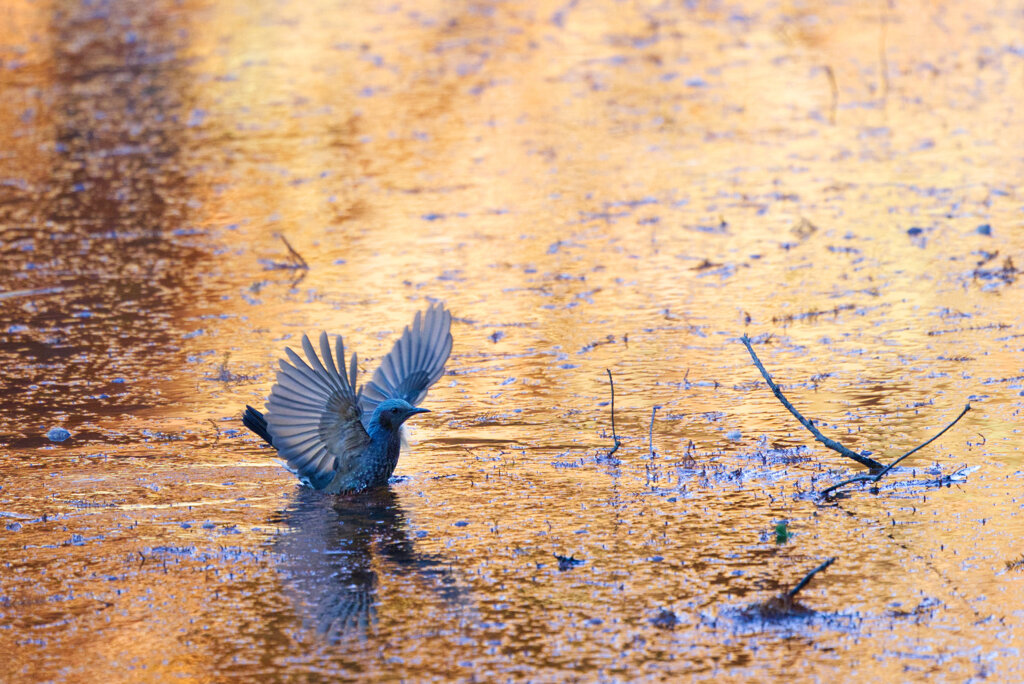 ヒヨドリの水浴び