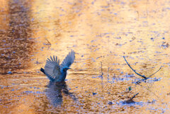 ヒヨドリの水浴び
