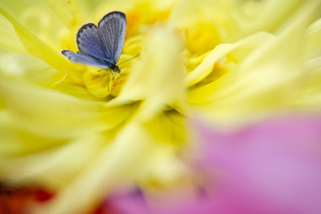 ダリアとシジミチョウ