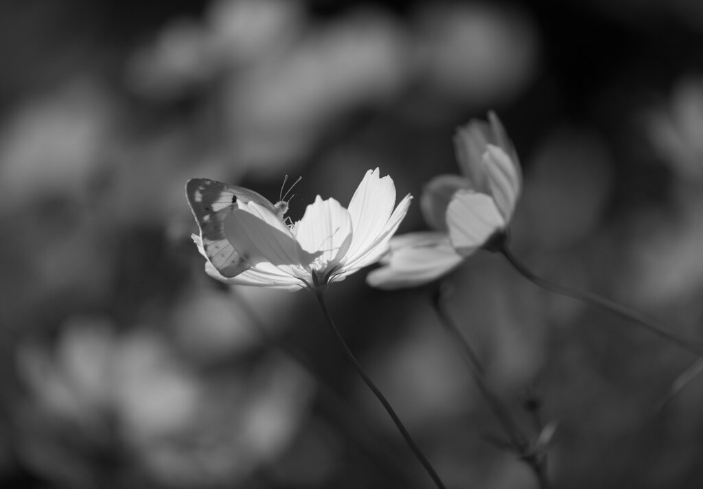 秋の蝶